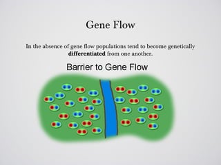Gene Flow
In the absence of gene flow populations tend to become genetically
                 differentiated from one another.
 