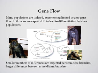 Gene Flow
Many populations are isolated, experiencing limited or zero gene
flow. In this case we expect drift to lead to differentiation between
populations.




Smaller numbers of differences are expected between close branches,
larger differences between more distant branches
 