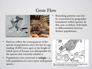 Gene Flow
                                                   •   Branching patterns can also
                                                       be constrained by geographic
                                                       boundaries within species. In
                                                       this case, as before, drift leads
                                                       to differentiation between
                                                       distinct populations.



•   Patterns reflect the consequences of the
    spread of populations since the last ice age
    (ending 10,000 years ago), at the height of
    which most of Europe was inhospitable for
    the species that currently inhabit it.
•   Populations were restricted to refugia – a
    relic population of a once more widespread
    species
 