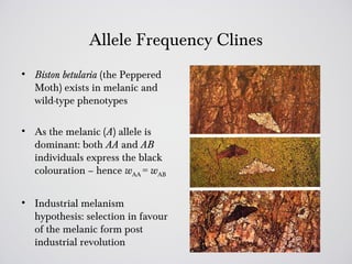 Allele Frequency Clines
• Biston betularia (the Peppered
  Moth) exists in melanic and
  wild-type phenotypes

• As the melanic (A) allele is
  dominant: both AA and AB
  individuals express the black
  colouration – hence wAA = wAB


• Industrial melanism
  hypothesis: selection in favour
  of the melanic form post
  industrial revolution
 
