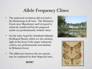 Allele Frequency Clines
•   The industrial revolution did not lead to
    the blackening of all trees. The Delamere
    Forest near Manchester and Liverpool is
    relatively unaffected but the peppered
    moths are predominantly melanic there.

•   On the other hand the Gonodontis bidentata
    (Scalloped Hazel), which are also melanic
    right in the heart of the major industrial
    centres, are predominantly non-melanic
    in Delamere forest.

•   The difference between the two species
    may be explained by their dispersal rates.

                    HOW?
 