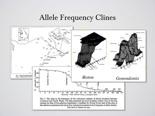 Allele Frequency Clines
 
