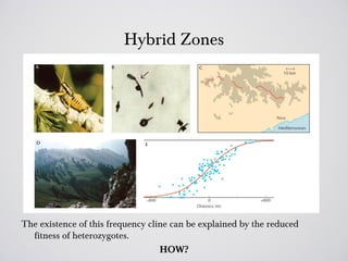 Hybrid Zones




The existence of this frequency cline can be explained by the reduced
  fitness of heterozygotes.
                                   HOW?
 