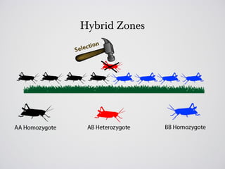 Hybrid Zones
 