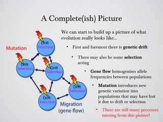A Complete(ish) Picture
     We can start to build up a picture of what
     evolution really looks like…
       •   First and foremost there is genetic drift

           •   There may also be some selection
               acting
                  •   Gene flow homogenises allele
                      frequencies between populations
                      •       Mutation introduces new
                              genetic variation into
                              populations that may have lost
                              it due to drift or selection
                          •     There are still many processes
                                missing from this picture!
 