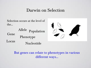 Darwin on Selection

Selection occurs at the level of
the…
         Allele Population
Gene
          Phenotype
Locus
               Nucleotide

      But genes can relate to phenotypes in various
                    different ways…
 