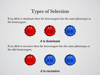 Types of Selection
If an allele is dominant then the heterozygote has the same phenotype as
the homozygote.




                            A is dominant
If an allele is recessive then the heterozygote has the same phenotype as
the other homozygote.




                            A is recessive
 