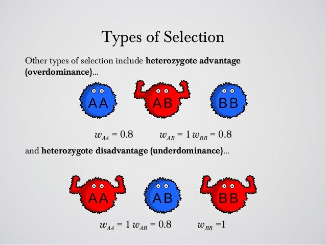https://image.slidesharecdn.com/evolutionlectures1516compatibility-130304163339-phpapp01/95/evolution-lectures1516-compatibility-16-638.jpg?cb=1362415228