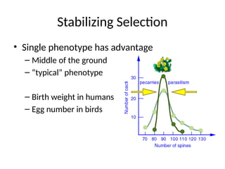 Mechanisms of Evolution including Hardy Weinberg Equilibrium | PPTX