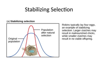 Mechanisms of Evolution including Hardy Weinberg Equilibrium | PPTX