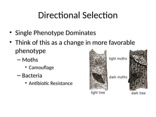 Mechanisms of Evolution including Hardy Weinberg Equilibrium | PPTX