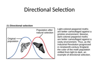 Mechanisms of Evolution including Hardy Weinberg Equilibrium | PPTX