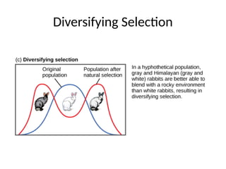Mechanisms of Evolution including Hardy Weinberg Equilibrium | PPTX