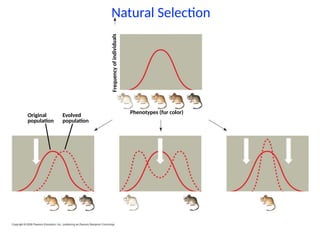 Mechanisms of Evolution including Hardy Weinberg Equilibrium | PPTX