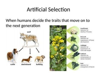 Mechanisms of Evolution including Hardy Weinberg Equilibrium | PPTX