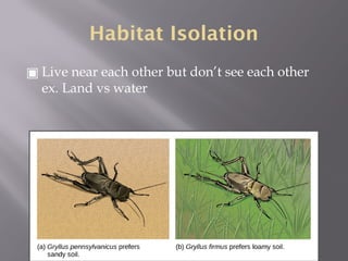 Mechanisms of Evolution including Hardy Weinberg Equilibrium | PPTX