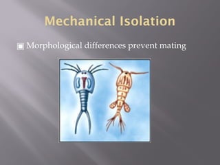 Mechanisms of Evolution including Hardy Weinberg Equilibrium | PPTX