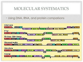 Mechanisms of Evolution including Hardy Weinberg Equilibrium | PPTX