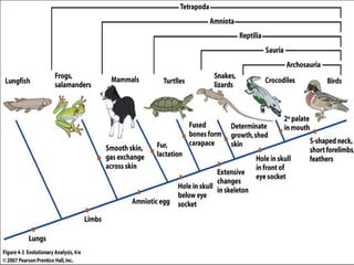 Mechanisms of Evolution including Hardy Weinberg Equilibrium | PPTX