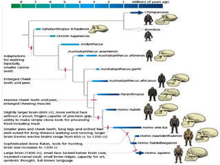 Mechanisms of Evolution including Hardy Weinberg Equilibrium | PPTX
