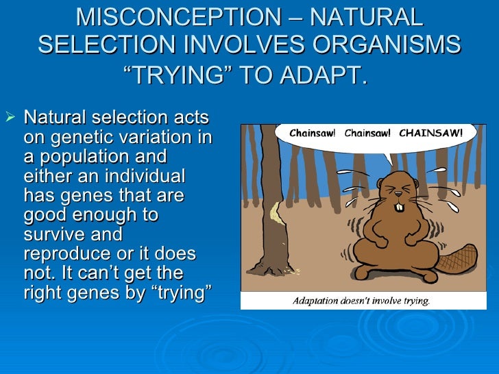 Evolution Misconceptions