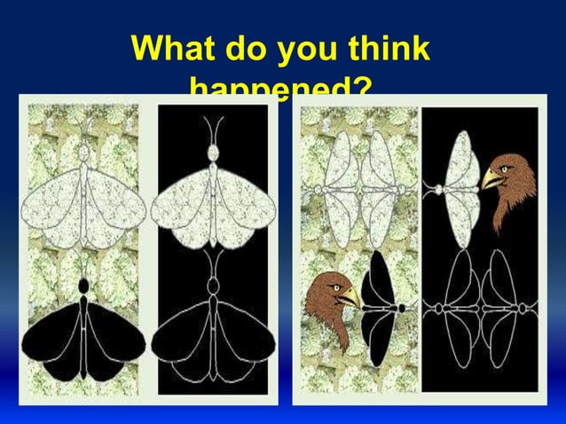 Natural selection of Charles Darwin | PPTX | Genetics | Science