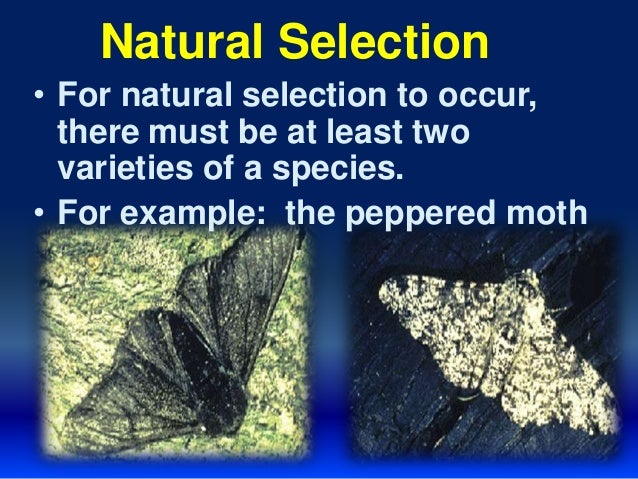 Darwin S Two Observations Natural Selection Darwin S Two Observations Natural Selection