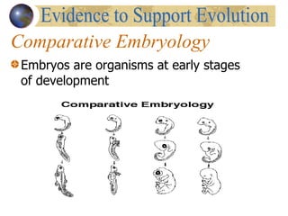 Comparative Embryology Embryos are organisms at early stages of development  Evidence to Support Evolution 