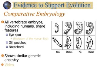 Comparative Embryology All vertebrate embryos, including humans, share features Eye spot  (Evolution of the Human Eye) Gill pouches Notochord Shows similar genetic  ancestry Video Evidence to Support Evolution 