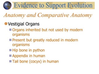 Anatomy and Comparative Anatomy Vestigial Organs Organs inherited but not used by modern organisms Present but greatly reduced in modern organisms Hip bone in python Appendix in human Tail bone (cocyx) in human Evidence to Support Evolution 