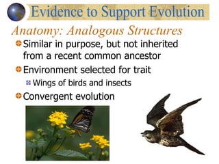 Anatomy: Analogous Structures Similar in purpose, but not inherited from a recent common ancestor Environment selected for trait Wings of birds and insects Convergent evolution  Evidence to Support Evolution 