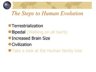 The Steps to Human Evolution Terrestrialization Bipedal  (Walking on all two’s) Increased Brain Size Civilization Take a look at the Human family tree 