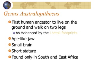 Genus Australopithecus First human ancestor to live on the ground and walk on two legs As evidenced by the  Laetoli footprints Ape-like jaw Small brain Short stature Found only in South and East Africa 