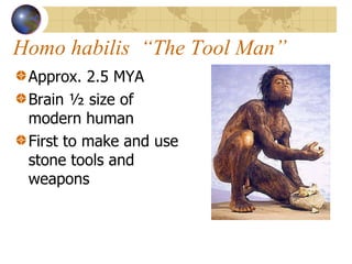Homo habilis  “The Tool Man” Approx. 2.5 MYA Brain ½ size of modern human First to make and use stone tools and weapons 
