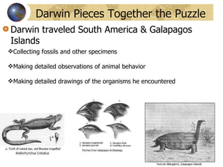 Darwin Pieces Together the Puzzle Collecting fossils and other specimens Making detailed observations of animal behavior Making detailed drawings of the organisms he encountered Darwin traveled South America & Galapagos Islands 