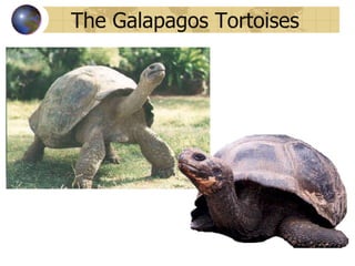 The Galapagos Tortoises 