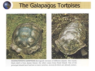 The Galapagos Tortoises 