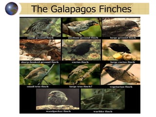 The Galapagos Finches 