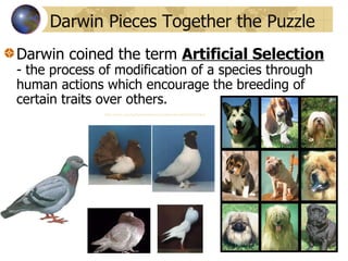 Darwin coined the term  Artificial Selection   - the process of modification of a species through human actions which encourage the breeding of certain traits over others. Darwin Pieces Together the Puzzle http://www.esp.org/books/darwin/variation/facsimile/title3.html 