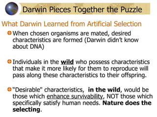 What Darwin Learned from Artificial Selection When chosen organisms are mated, desired characteristics are formed (Darwin didn’t know about DNA) Individuals in the  wild  who possess characteristics that make it more likely for them to reproduce will pass along these characteristics to their offspring. “ Desirable" characteristics,  in the wild , would be those which  enhance survivability , NOT those which specifically satisfy human needs.  Nature does the selecting .  Darwin Pieces Together the Puzzle 