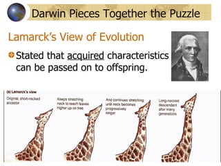 Lamarck’s View of Evolution Stated that  acquired  characteristics  can be passed on to offspring. Darwin Pieces Together the Puzzle 