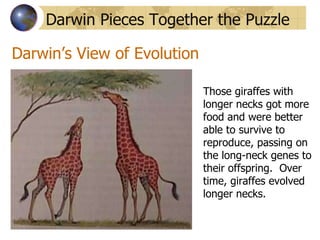 Darwin’s View of Evolution Darwin Pieces Together the Puzzle Those giraffes with longer necks got more food and were better able to survive to reproduce, passing on the long-neck genes to their offspring.  Over time, giraffes evolved longer necks. 