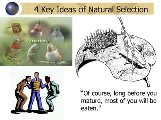“ Of course, long before you mature, most of you will be eaten.” 4 Key Ideas of Natural Selection 