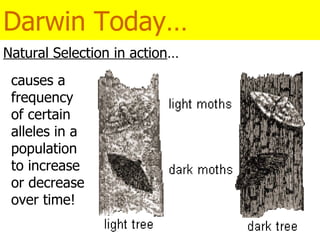 Darwin Today… Natural Selection in action … causes a frequency  of certain alleles in a population to increase or decrease over time! 