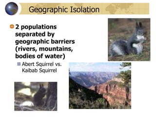 Geographic Isolation 2 populations separated by geographic barriers (rivers, mountains, bodies of water) Abert Squirrel vs. Kaibab Squirrel  