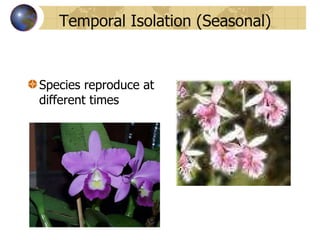 Temporal Isolation (Seasonal) Species reproduce at different times  