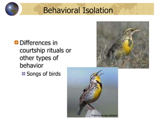 Behavioral Isolation Differences in courtship rituals or other types of behavior Songs of birds  