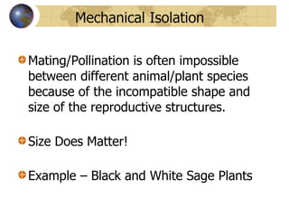 Mechanical Isolation Mating/Pollination is often impossible between different animal/plant species because of the incompatible shape and size of the reproductive structures.  Size Does Matter! Example – Black and White Sage Plants 