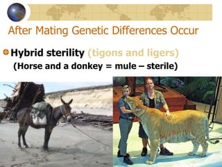 After Mating Genetic Differences Occur Hybrid sterility  (tigons and ligers) (Horse and a donkey = mule – sterile) 