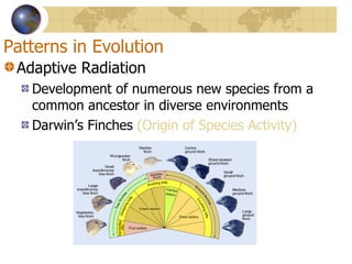 Patterns in Evolution Adaptive Radiation Development of numerous new species from a common ancestor in diverse environments Darwin’s Finches  (Origin of Species Activity) 